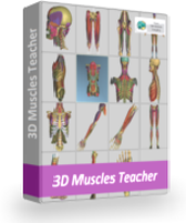 3D Muscles Teacher
